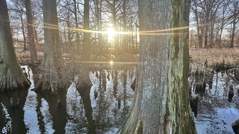 Reelfoot Lake Trees