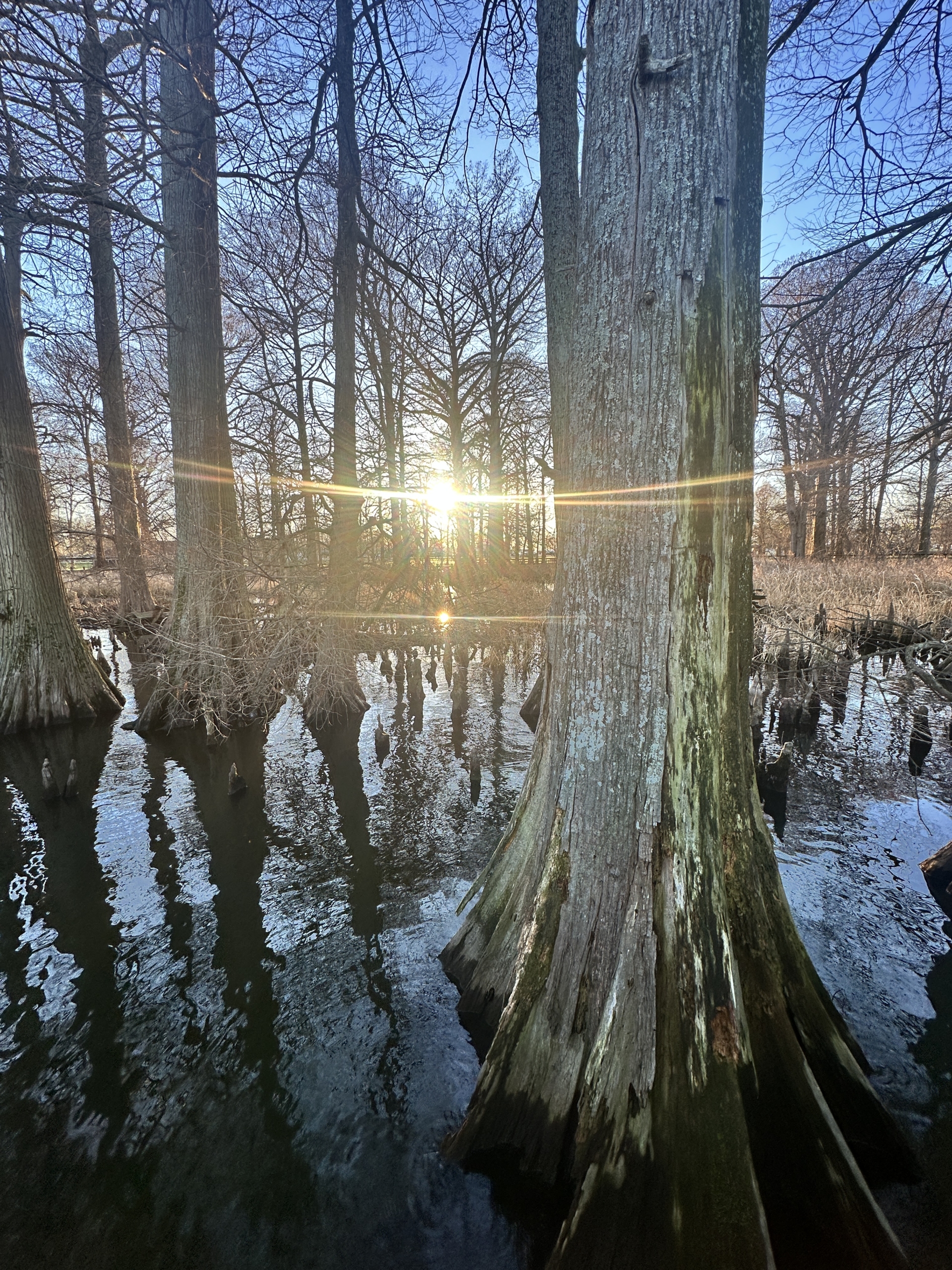 Reelfoot Lake Trees